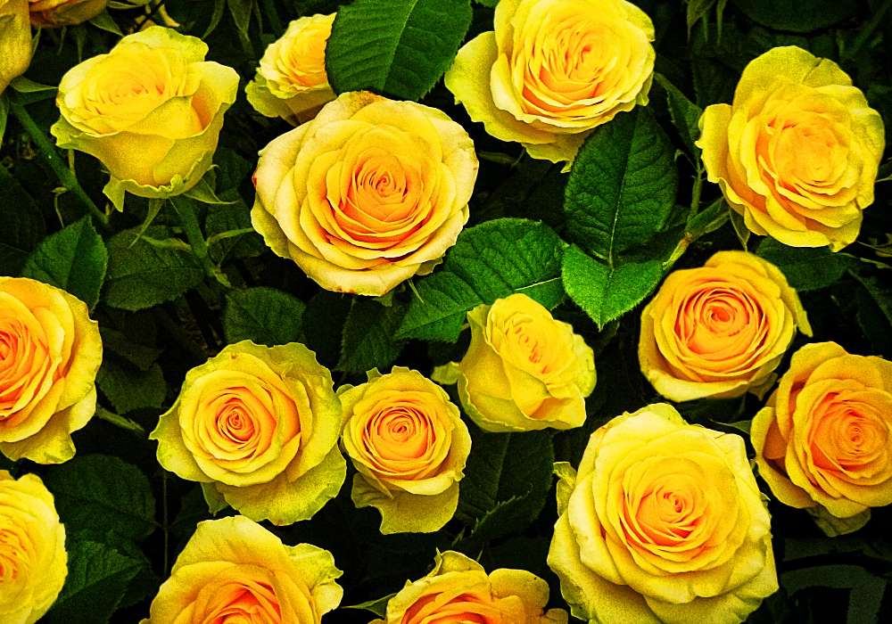 Залез рози онлайн пъзел