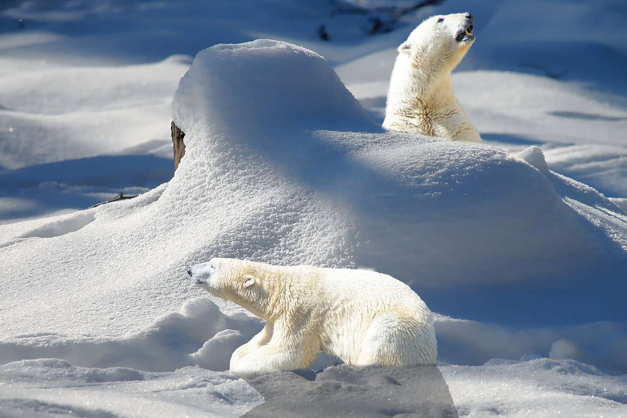 Urșii polari de la Polul Nord puzzle online