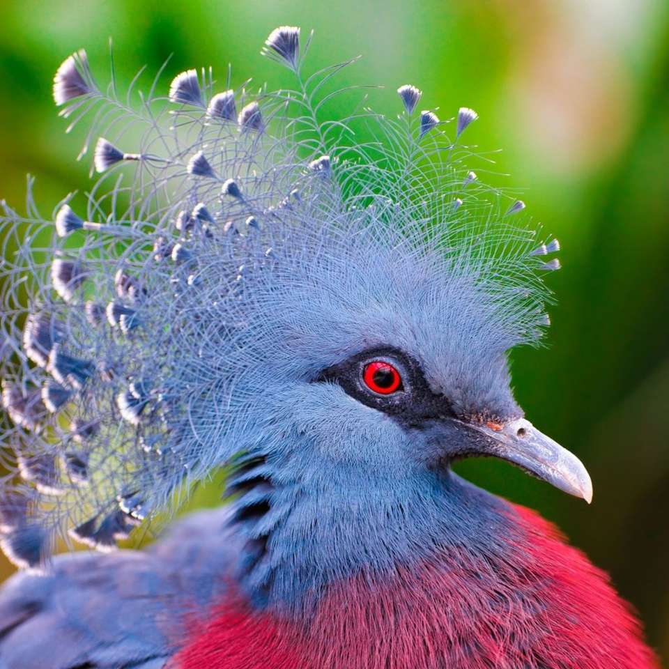 Exotisk vacker fågel pussel på nätet