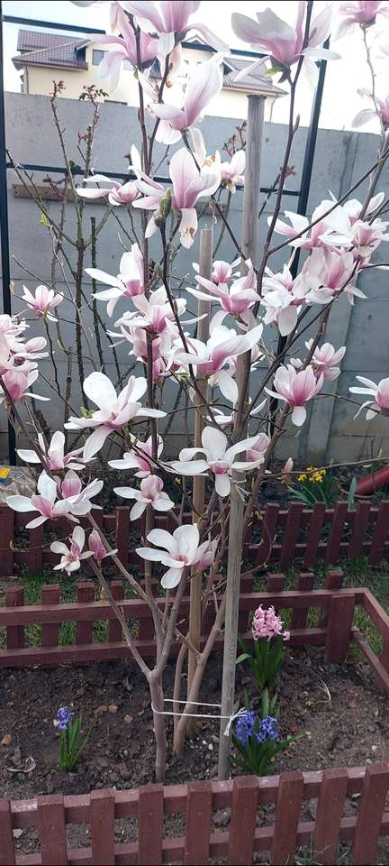 magnolia Pussel online