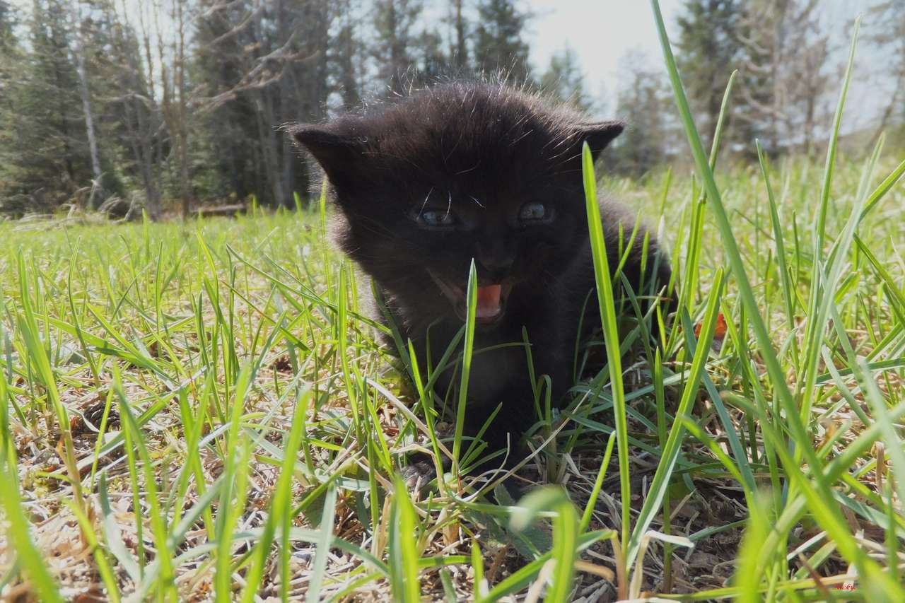 gatito negro en la hierba rompecabezas en línea
