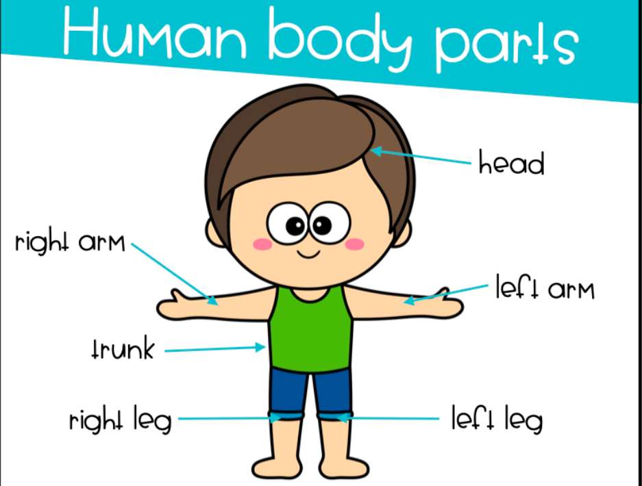 ανθρώπινο σώμα παζλ online