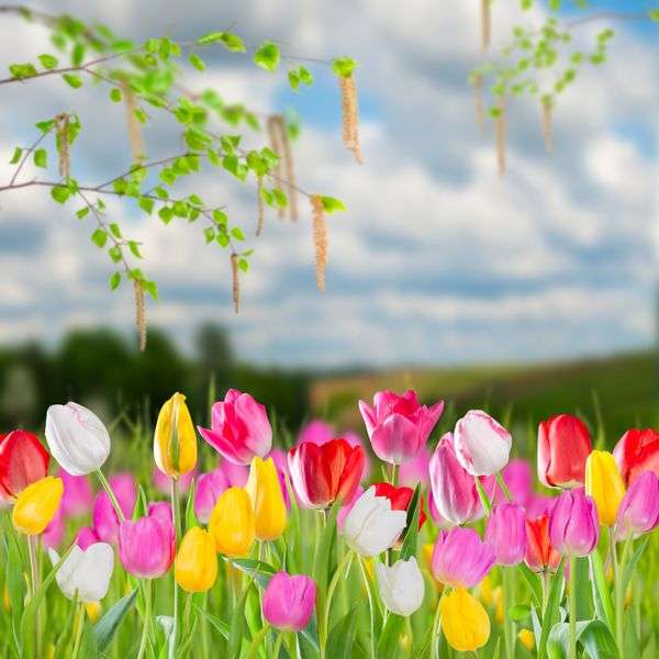 tavasszal. tulipánok kirakós online