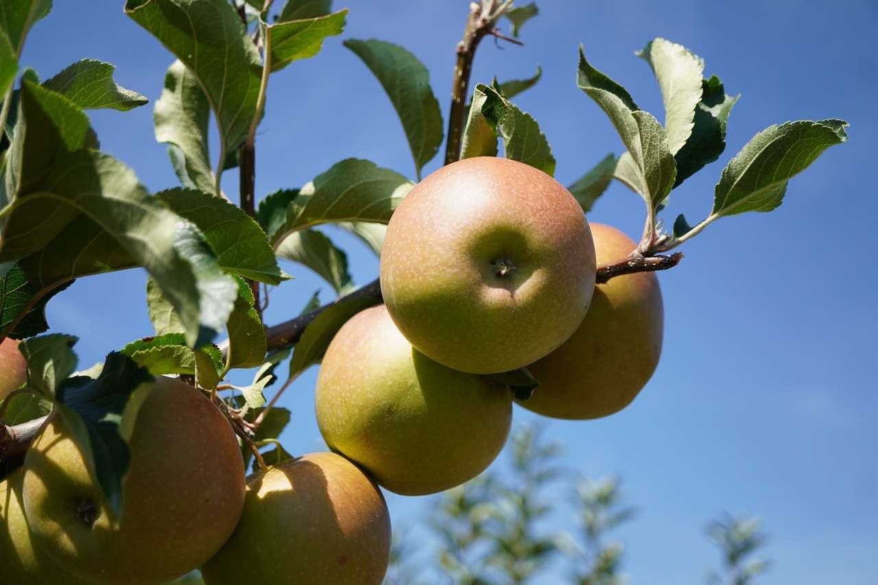 äpplen frukt Pussel online