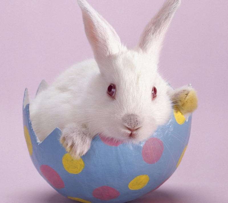 Easter bunny in an egg shell online puzzle