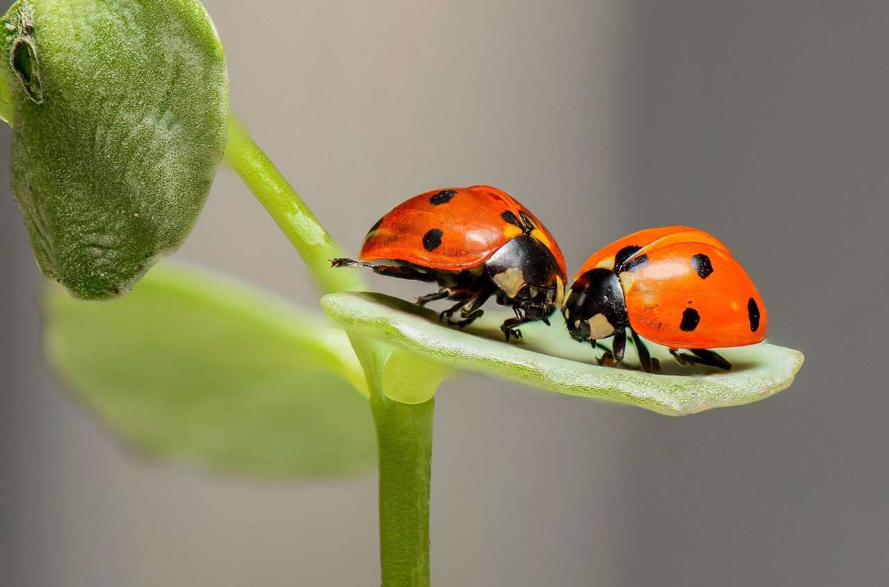 ladybug puzzle rompecabezas en línea