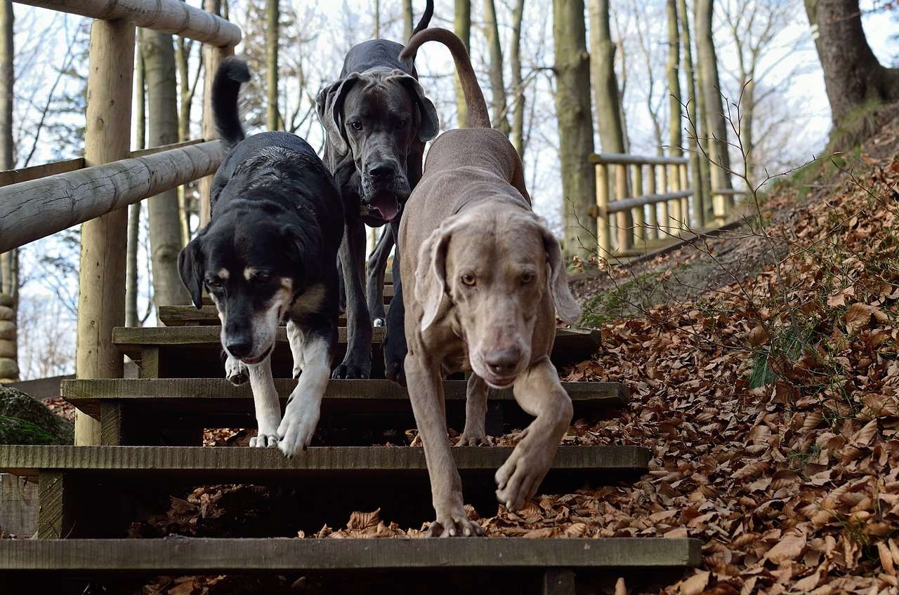 Three dogs jigsaw puzzle online