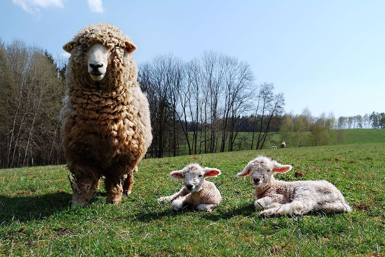 мати вівці пазл онлайн