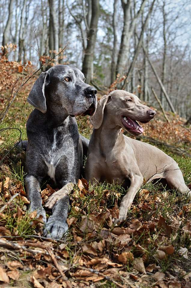 Deux chiens dans la forêt puzzle en ligne