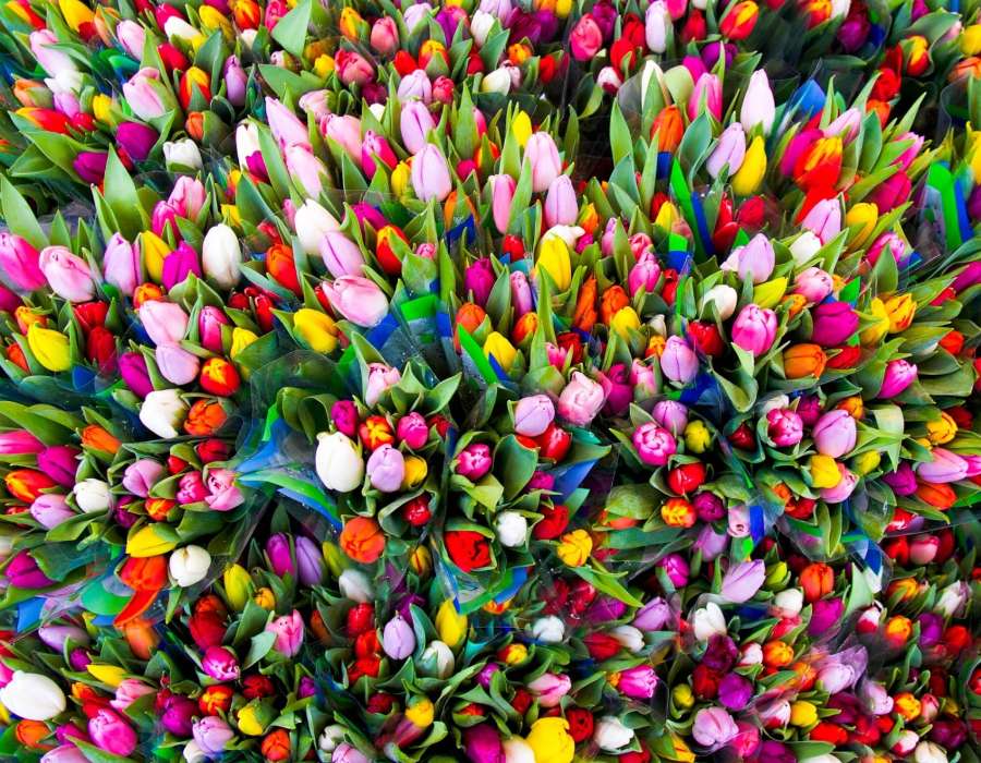 Un montón de hermosos tulipanes coloridos :) rompecabezas en línea
