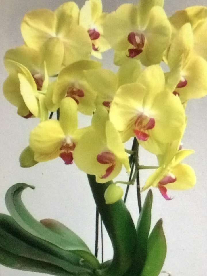 желтые орхидеи онлайн-пазл