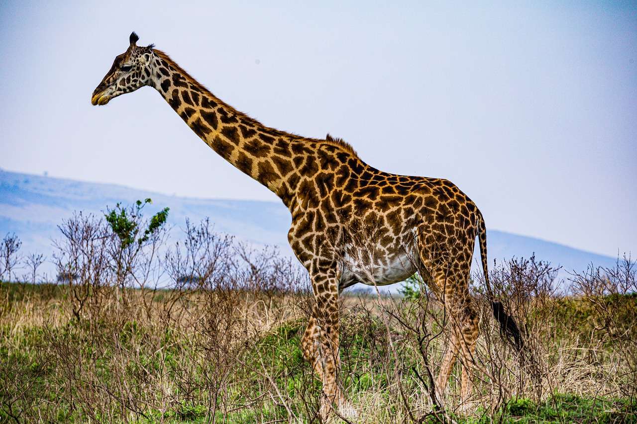 Giraffe Wildernis Dieren online puzzel