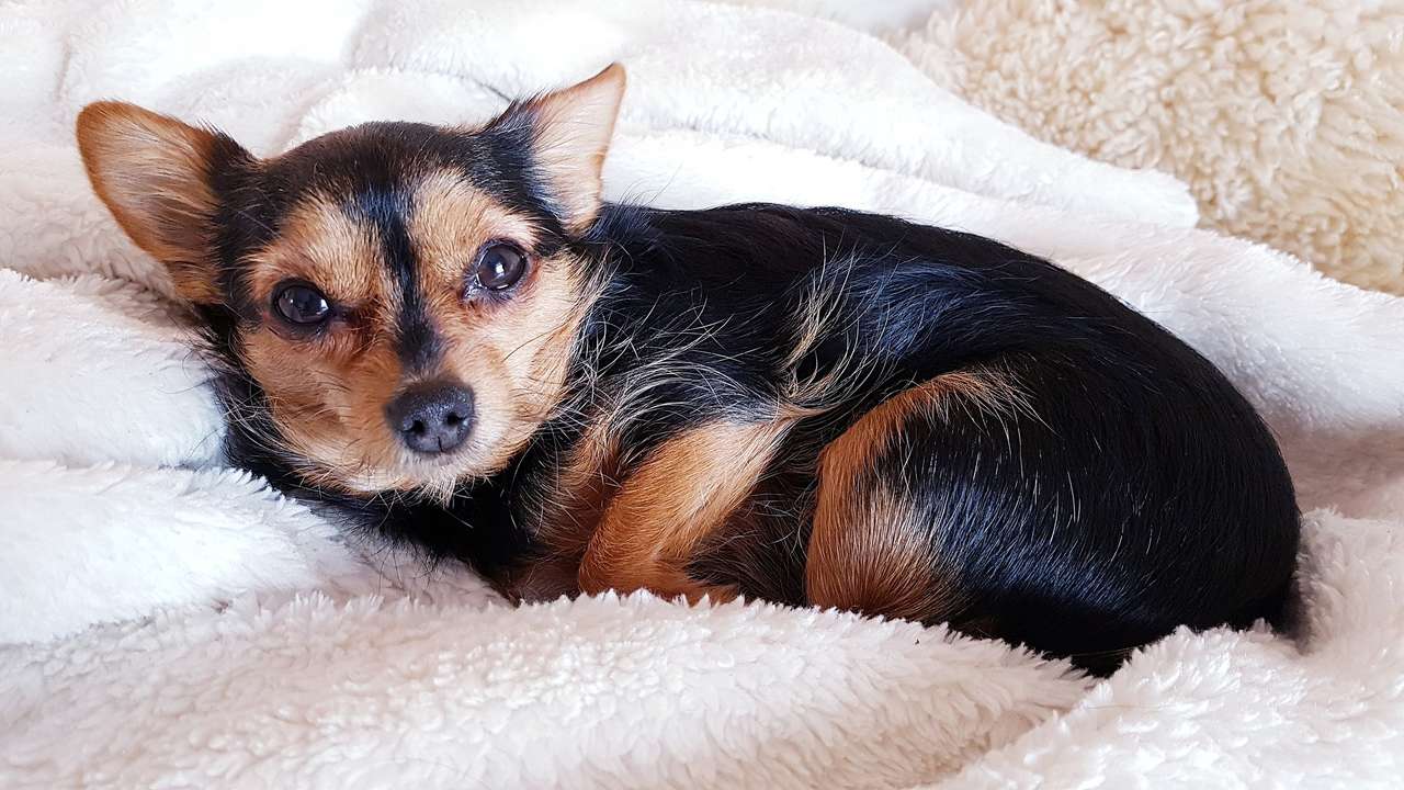 親愛なる犬 オンラインパズル