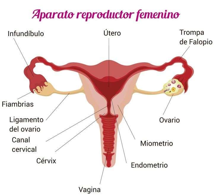 Ženský reprodukční systém online puzzle