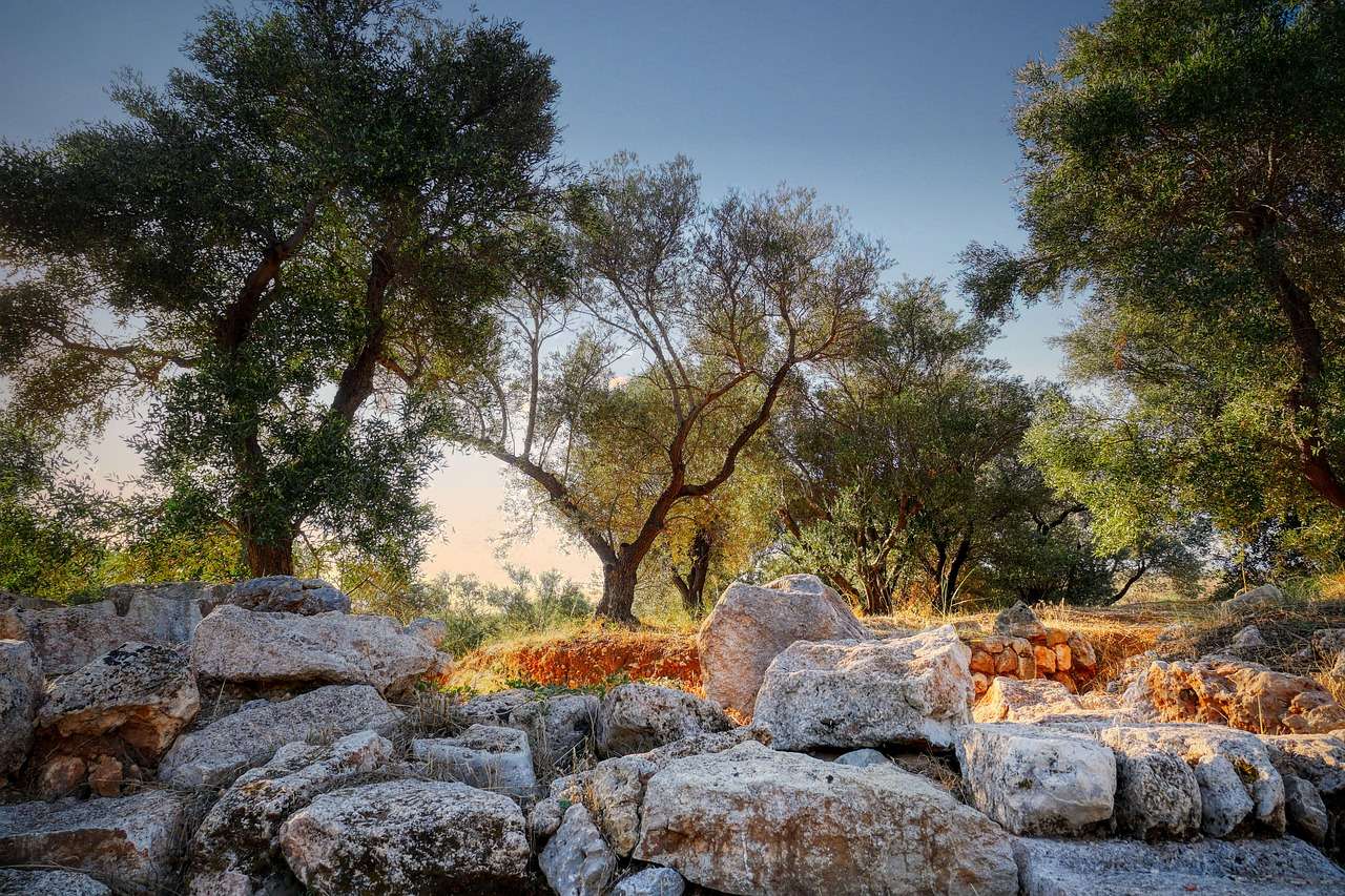 Olivovníky Řecko skládačky online
