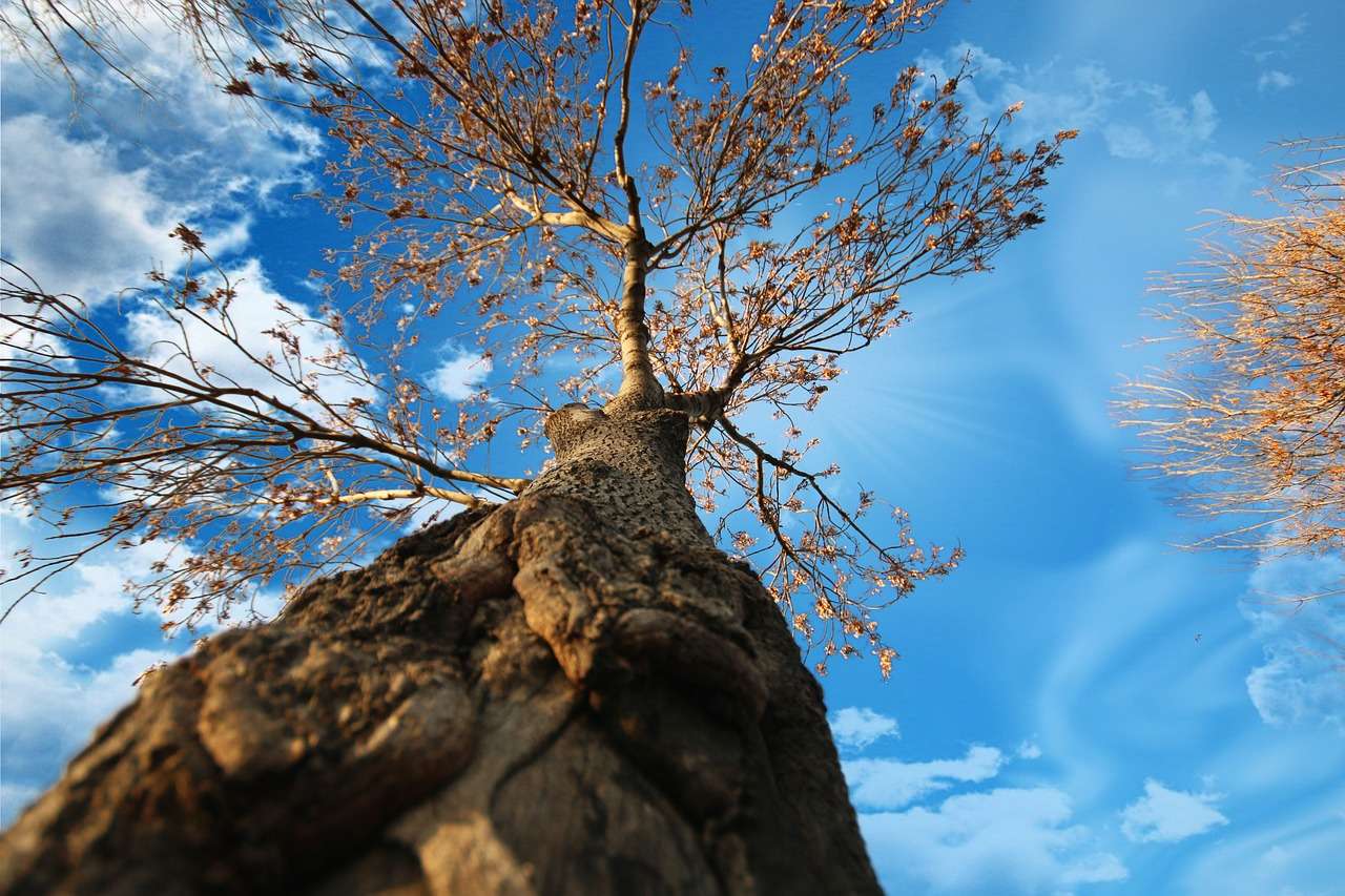 Дерево Листья Ветви онлайн-пазл