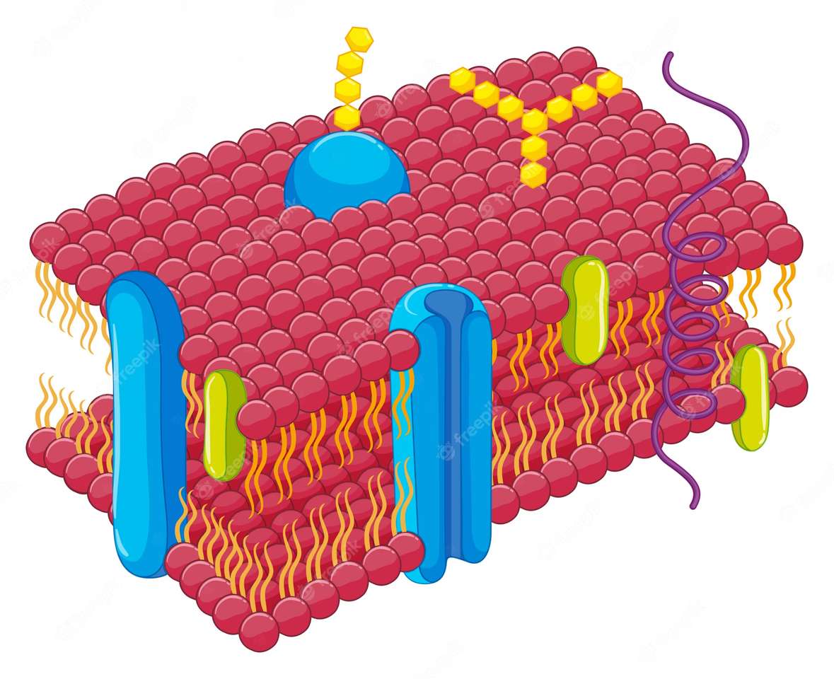 Membrana Celular rompecabezas en línea
