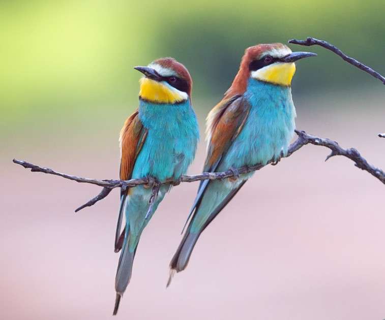 Ptáci - včelojed evropský online puzzle