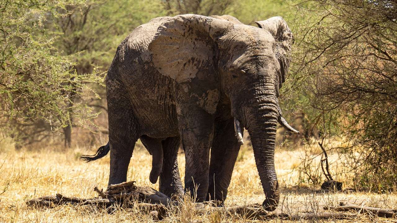 Elefant Tanzania pussel på nätet