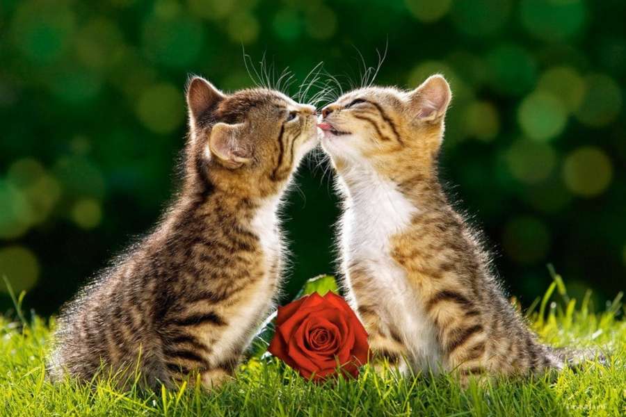 Couple de chats amoureux :) puzzle en ligne