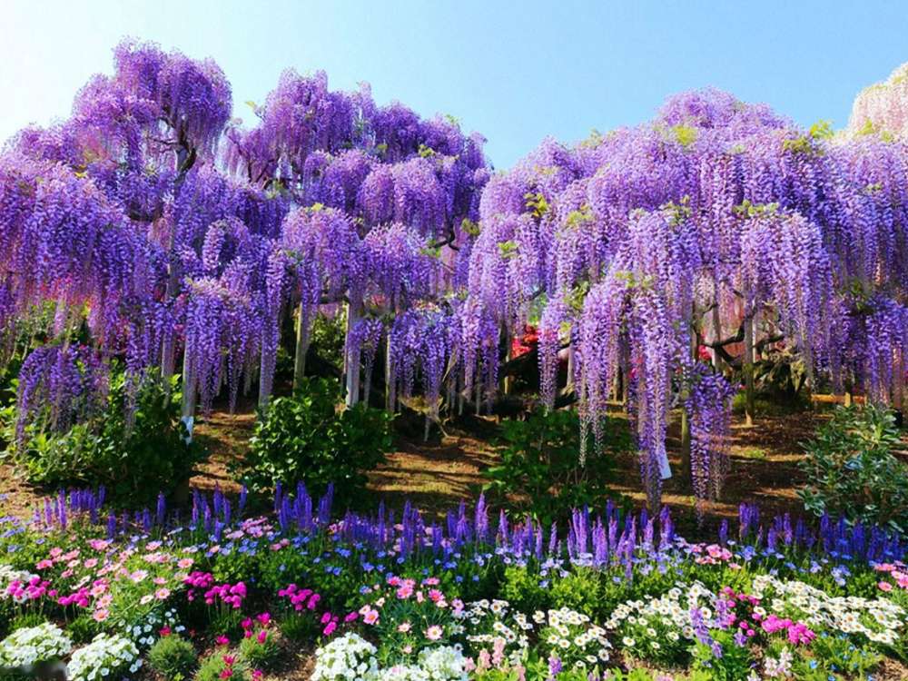 Ανθισμένη όμορφη Wisteria - Πάρκο λουλουδιών Ashikaga online παζλ
