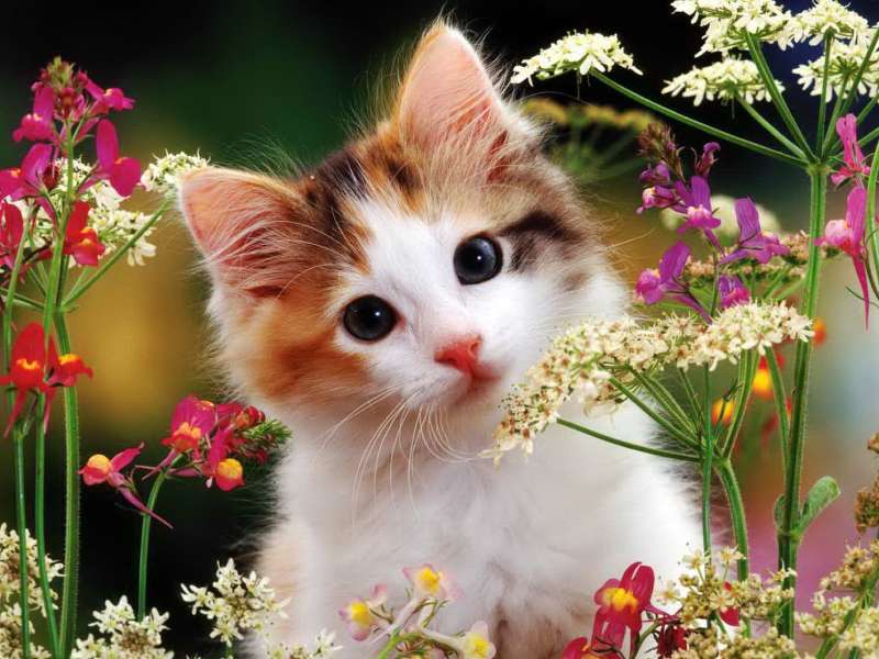 Söt kattunge bland blommor - blommig kattunge Pussel online