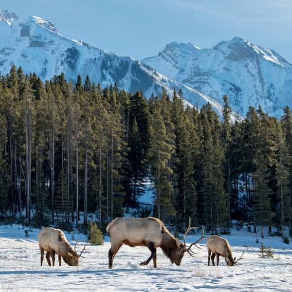 taiga biome jigsaw puzzle online