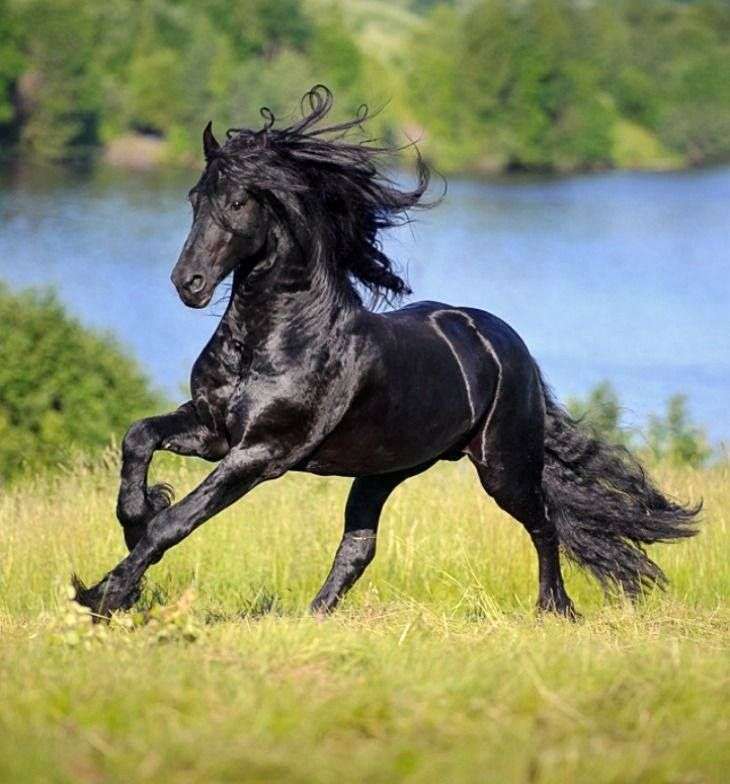 Galopperande svart häst Pussel online