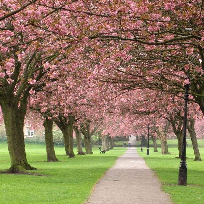 Alley of blooming trees online puzzle