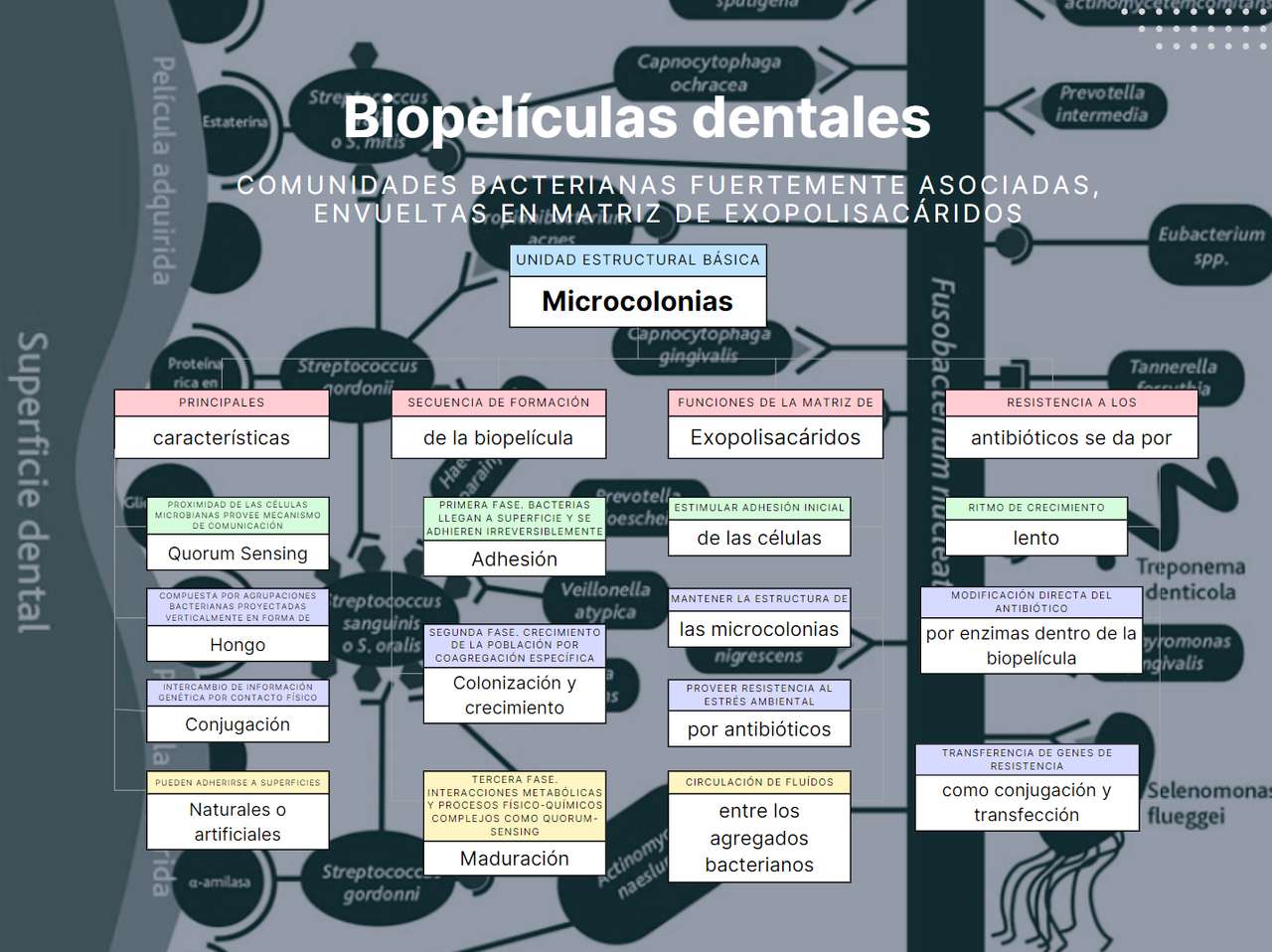 BIOFILM DENTAR jigsaw puzzle online