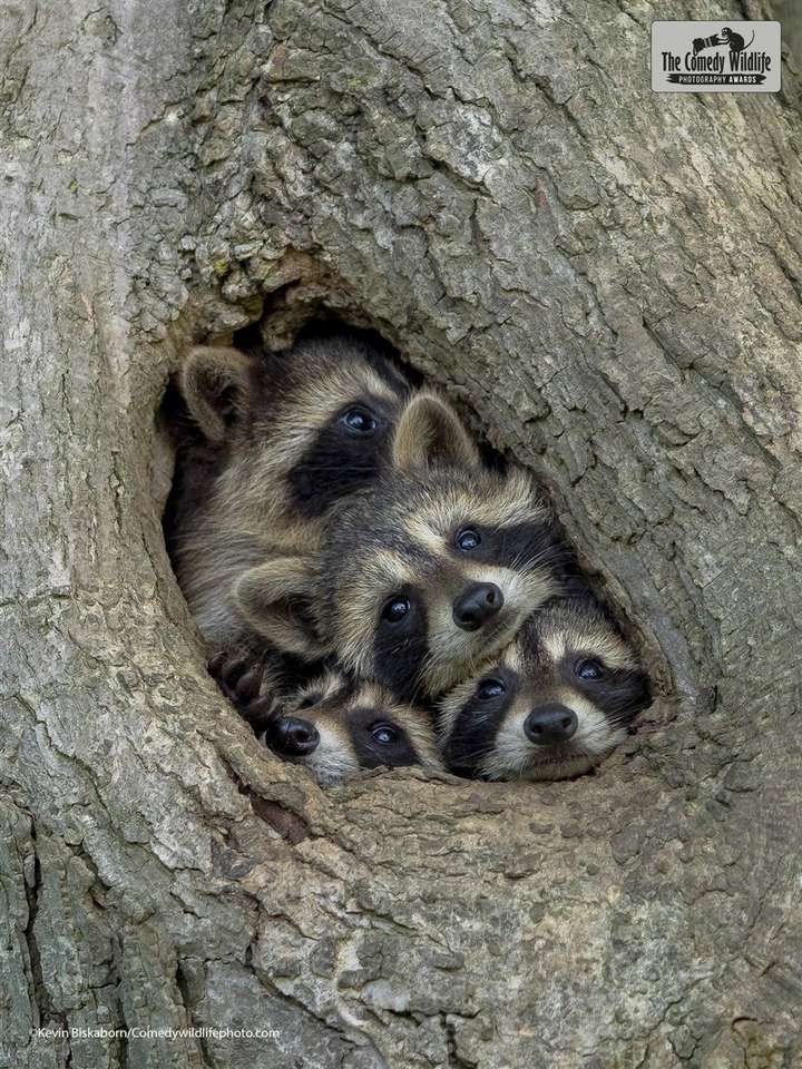 animalitos pussel på nätet