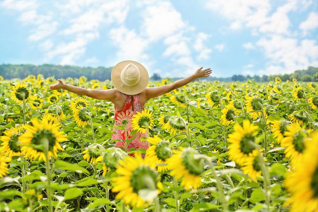 campo de girasoles rompecabezas en línea