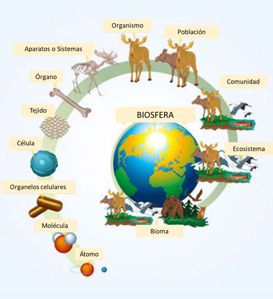 NIVELES DE ORGANIZACIÓN rompecabezas en línea