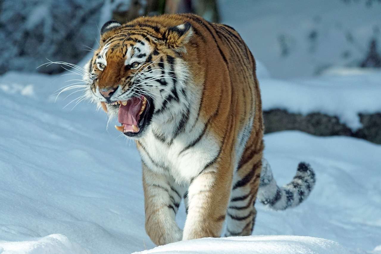 Tiger-Raubtier Puzzlespiel online