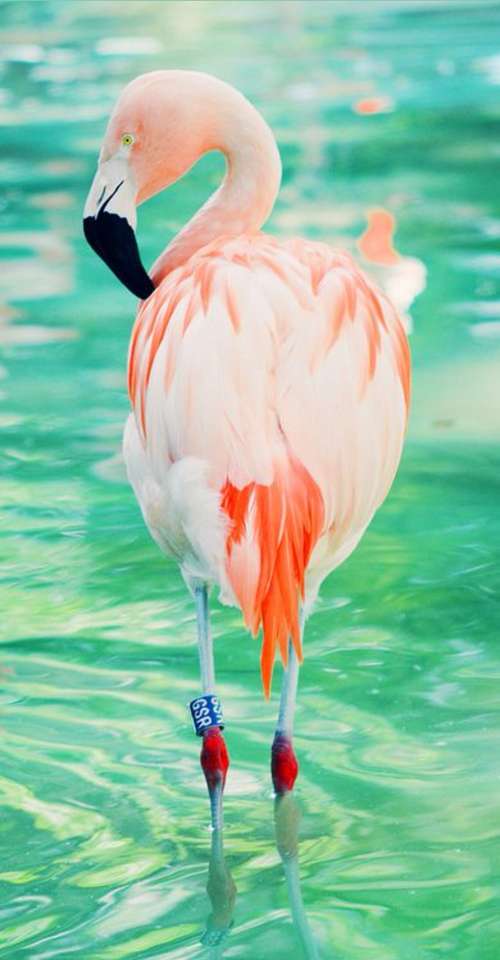 Rózsaszín flamingók kirakós online