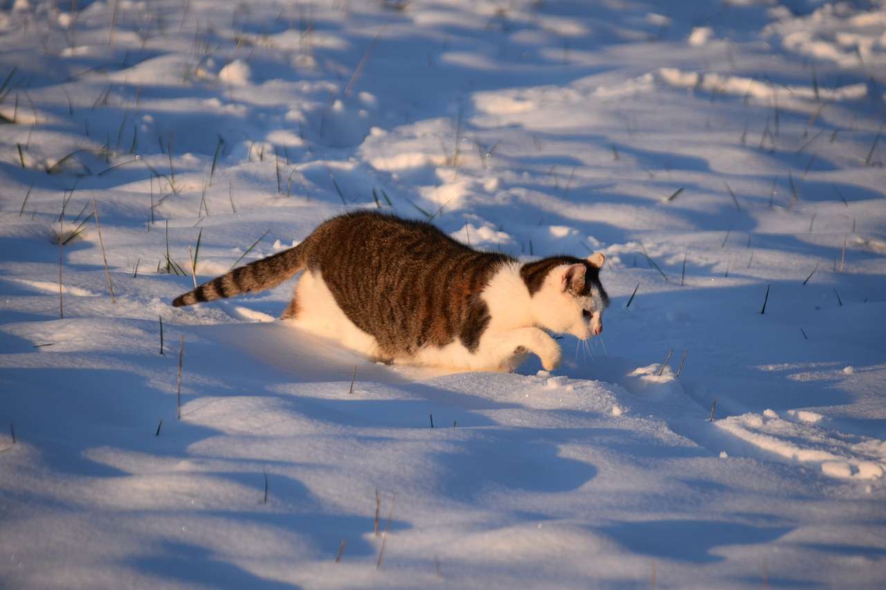 gato neve quebra-cabeças online