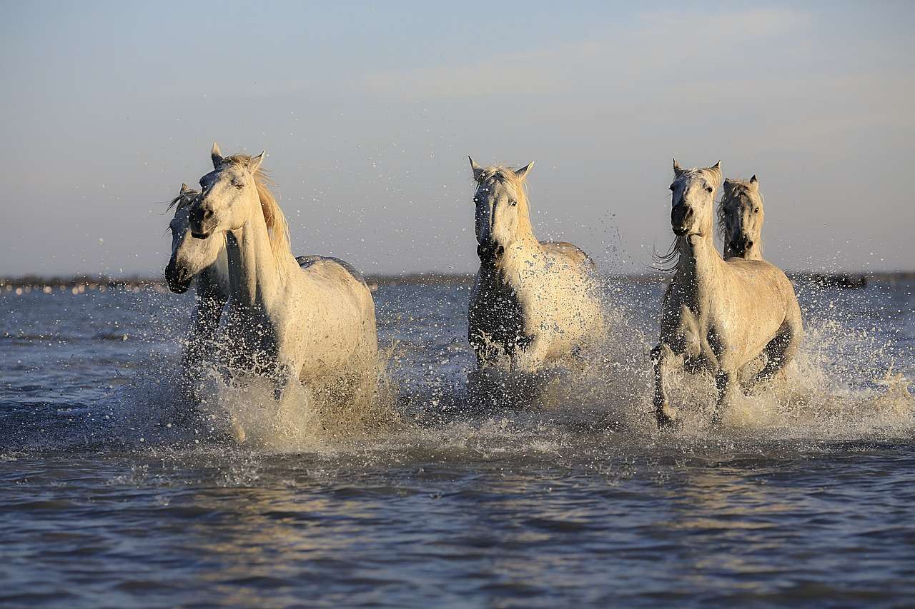 Hästar som galopperar pussel på nätet