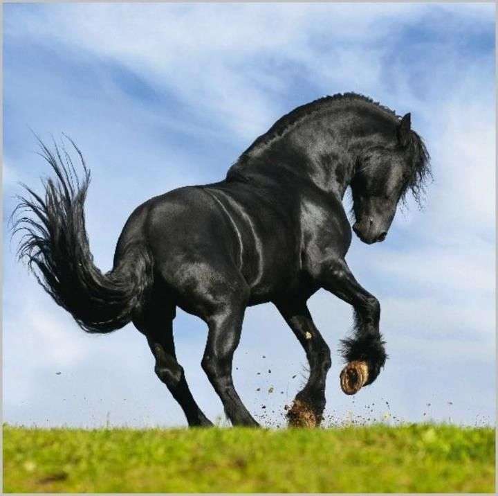 cheval noir puzzle en ligne