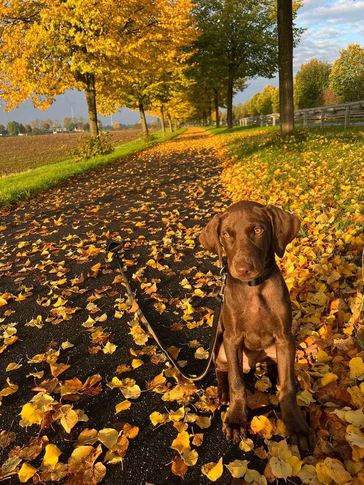 Süßer Hund Puzzlespiel online