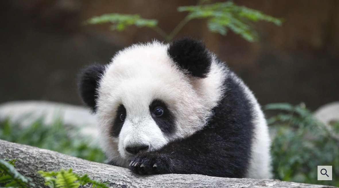 Panda's???????? legpuzzel online