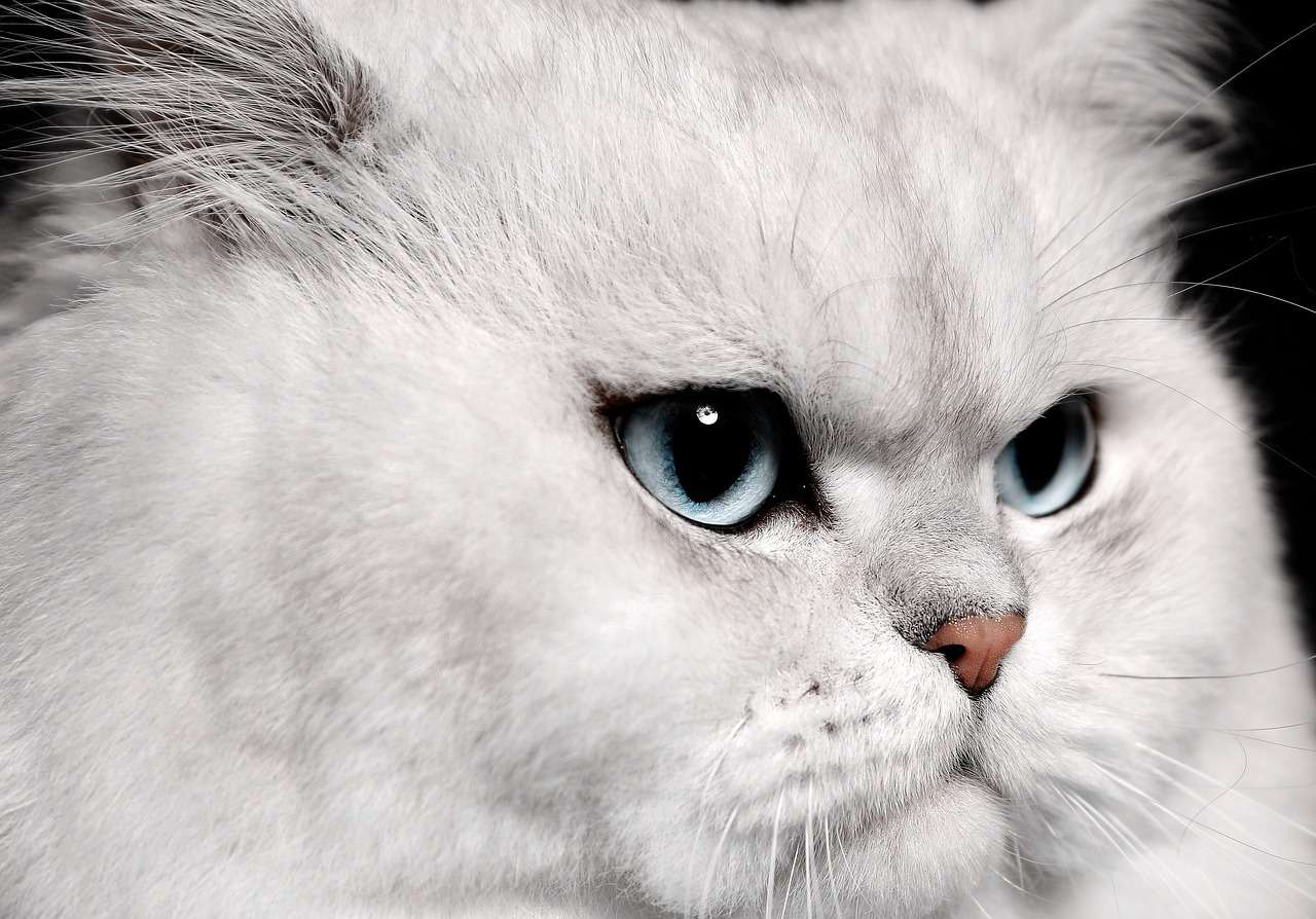 Kočka roztomilé zvíře online puzzle