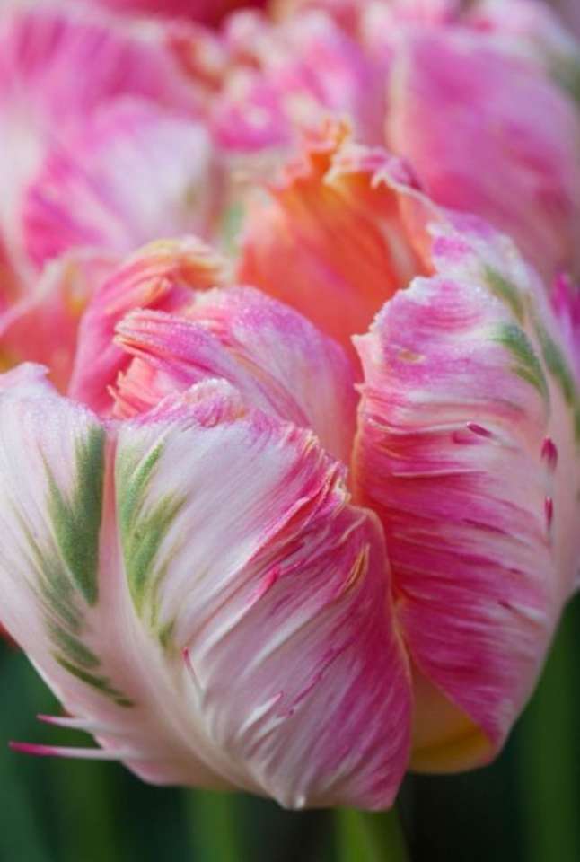 Tulipe perroquet puzzle en ligne