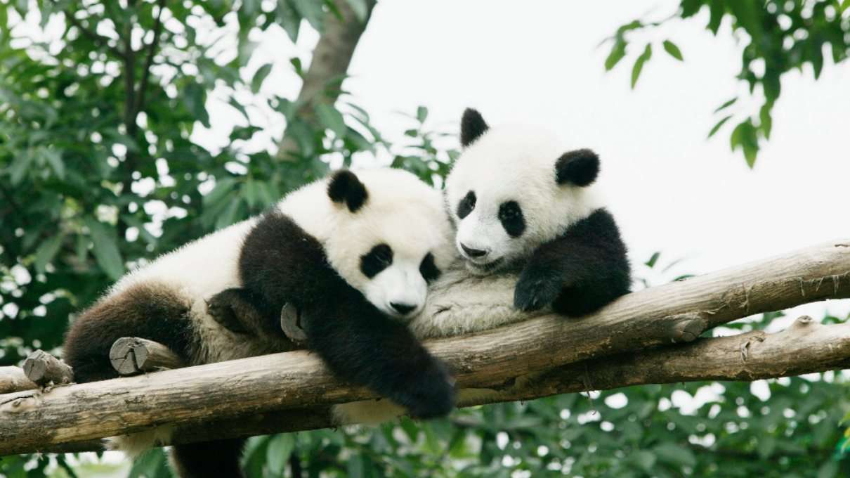Panda medvék kirakós online