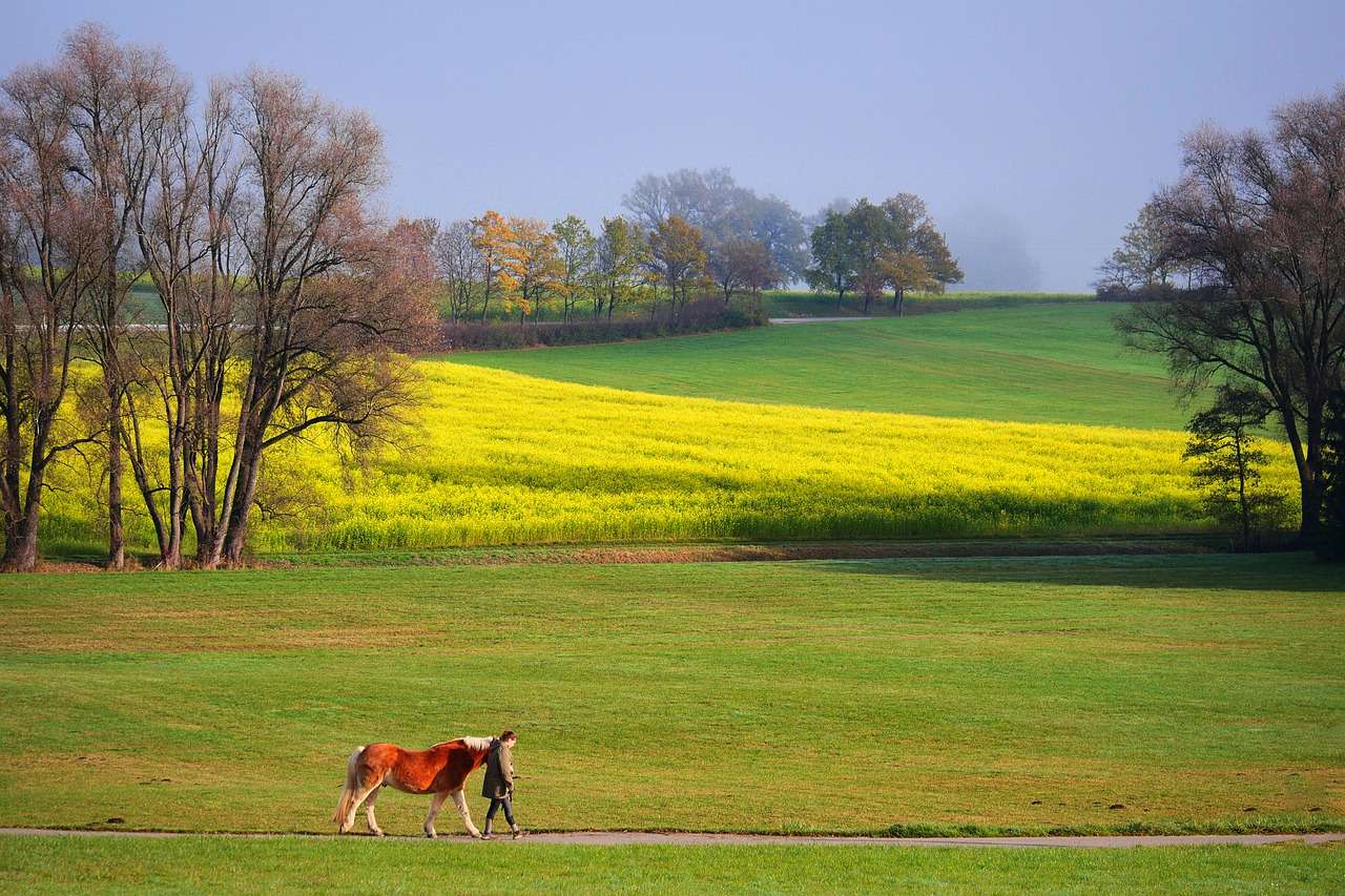Horse Fields Φθινόπωρο online παζλ