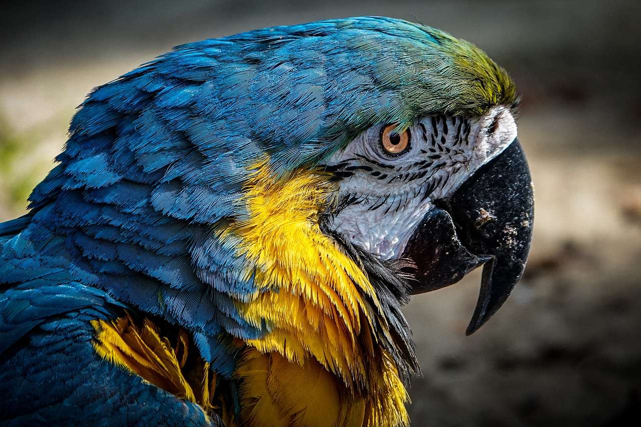 pássaro papagaio puzzle online