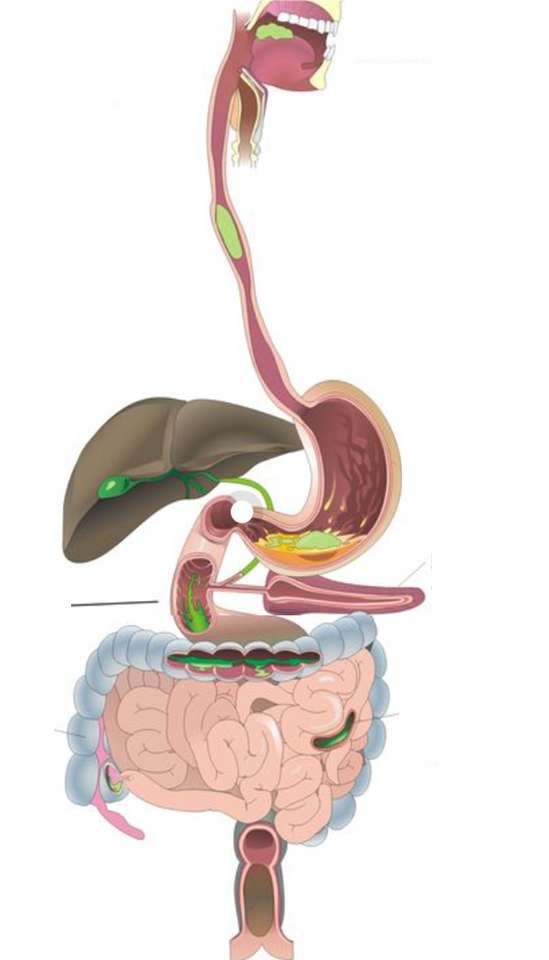 Aparell digestiu пазл онлайн