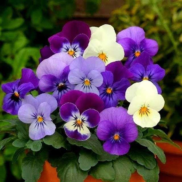 Pansies coloridos puzzle online