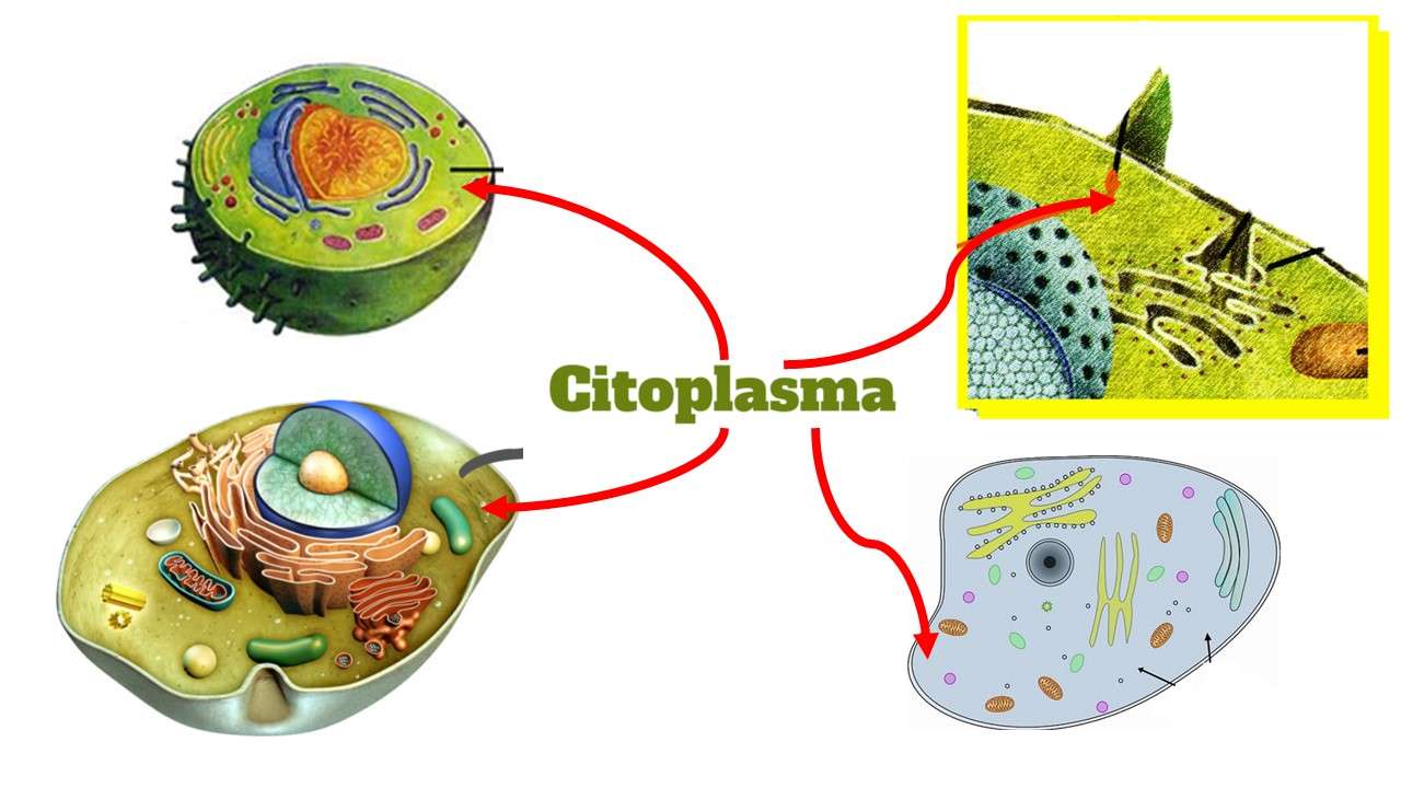 Cytoplazma skládačky online