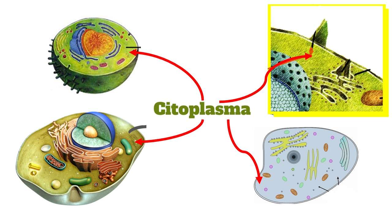 Citoplasma quebra-cabeças online