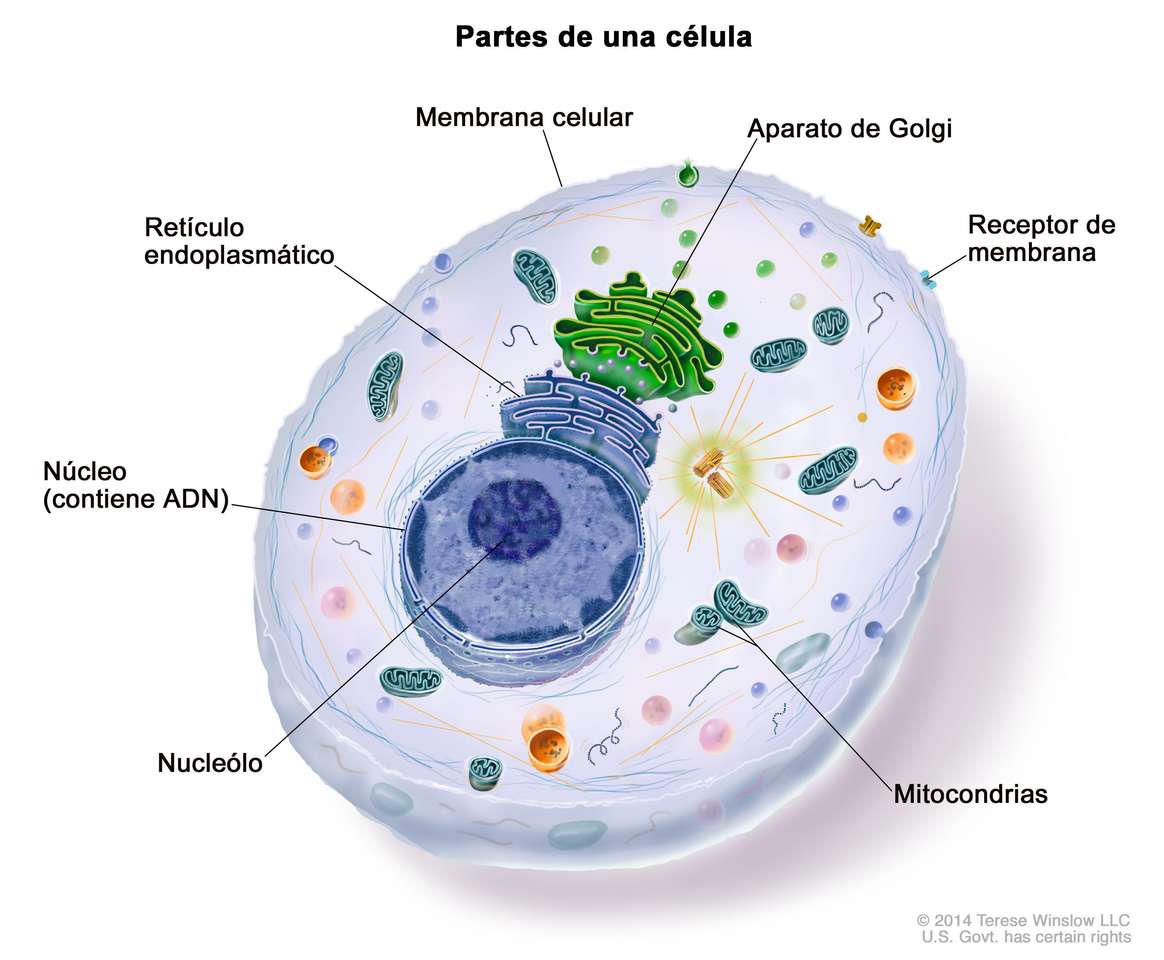 la cellule puzzle en ligne